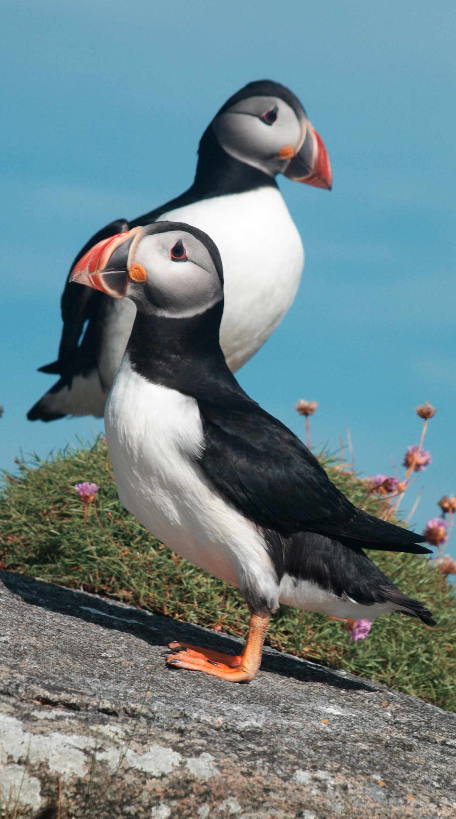 Puffins on the Isle of Mingulay