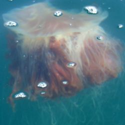 Outer Hebrides Sea Kayaking