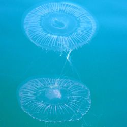 Outer Hebrides Sea Kayaking