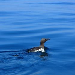 Outer Hebrides Sea Kayaking