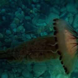 Outer Hebrides Sea Kayaking