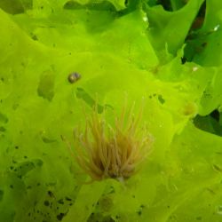 Outer Hebrides Sea Kayaking