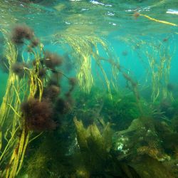 Outer Hebrides Sea Kayaking