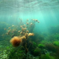 Outer Hebrides Sea Kayaking