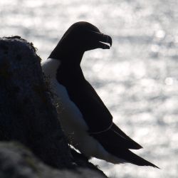 Outer Hebrides Sea Kayaking