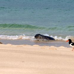 Outer Hebrides Sea Kayaking