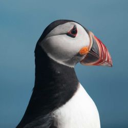 puffin portrait