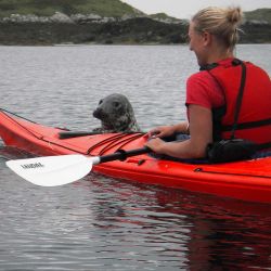 a curious seal investigating a sea kayak up close