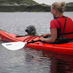 a curious seal investigating a sea kayak up close