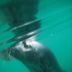 grey seal underwater